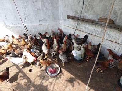 Dasi hens golden masir austrolop RIR mix breed