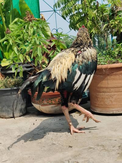Home Bird