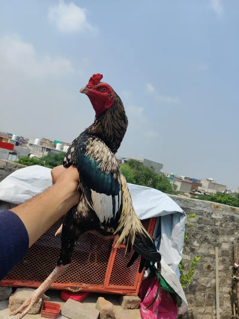 Home Bird — photo 2