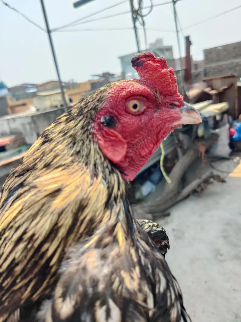 Home Bird — photo 4