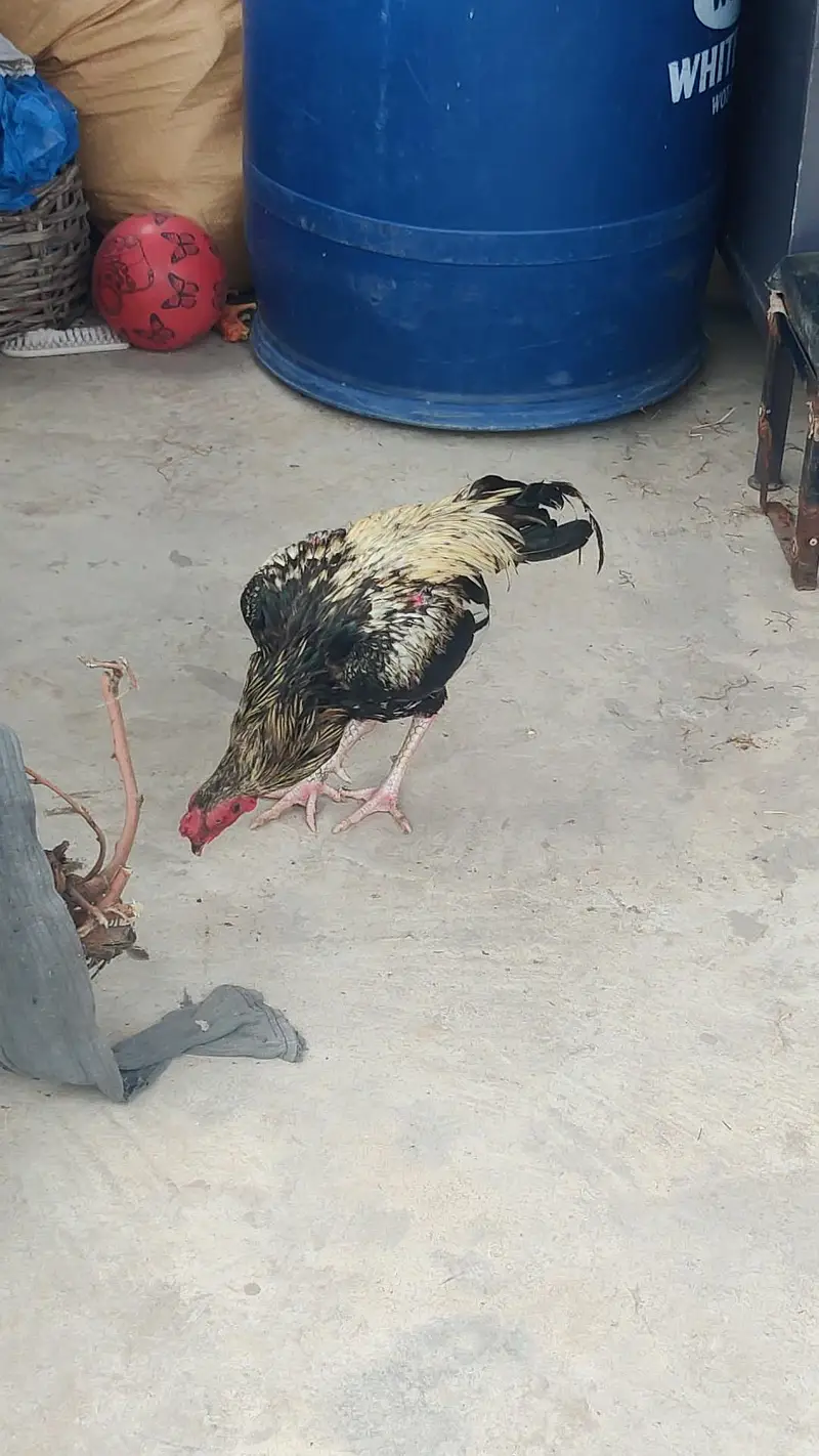 Home Bird — photo 9