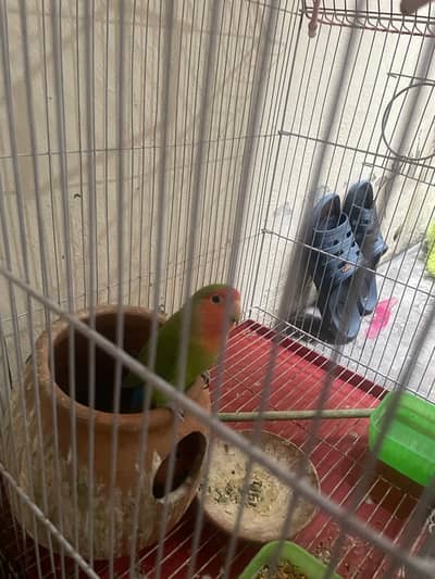 lovebird ready to breed pair laga huva with cage