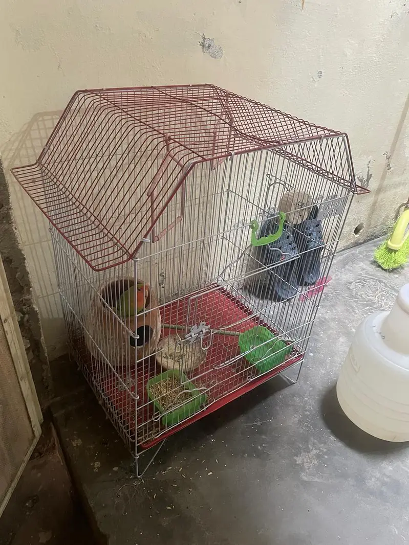 lovebird ready to breed pair laga huva with cage — photo 2