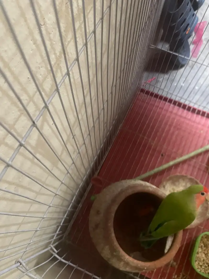 lovebird ready to breed pair laga huva with cage — photo 3