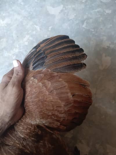 aseel mianwali maadi