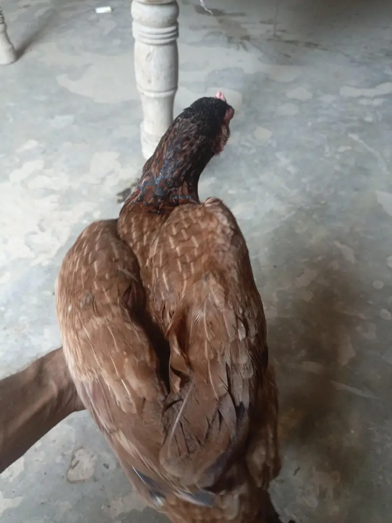 aseel mianwali maadi — photo 5