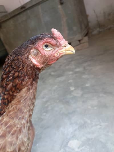 aseel mianwali maadi