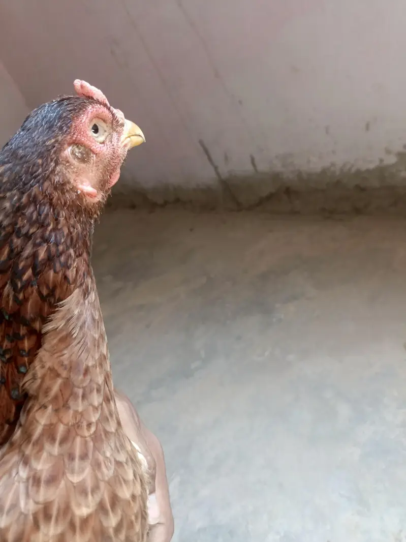 aseel mianwali maadi — photo 7