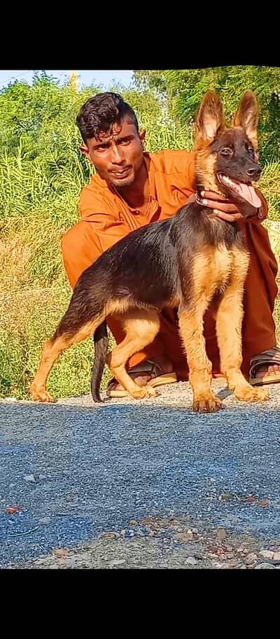 German shepherd double coat female healthy and active may for sale