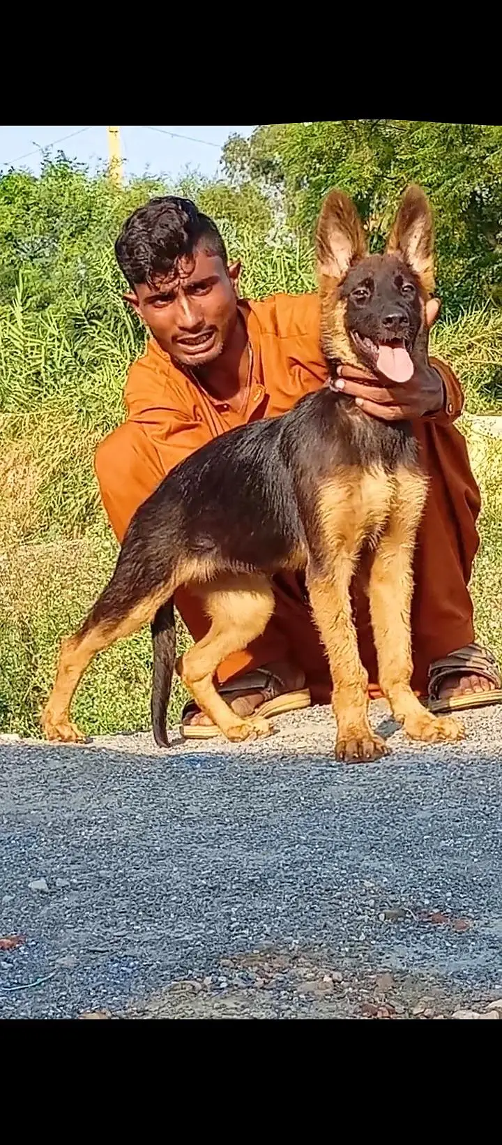 German shepherd double coat female healthy and active may for sale — photo 2