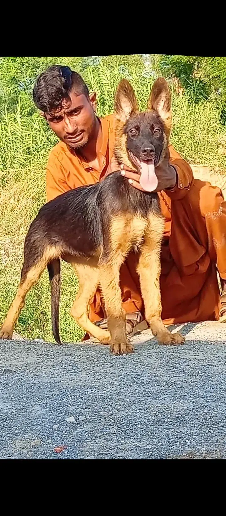 German shepherd double coat female healthy and active may for sale — photo 3