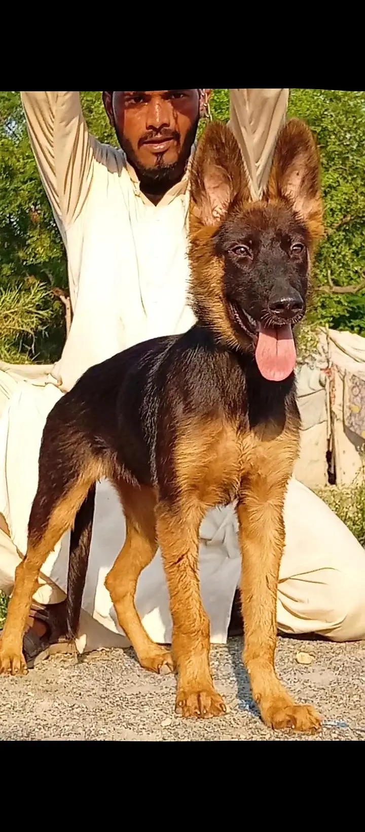 German shepherd double coat female healthy and active may for sale — photo 4