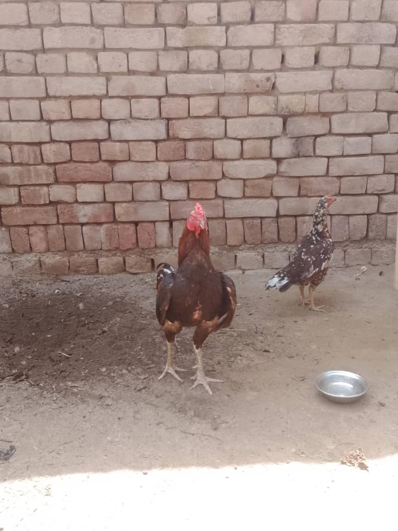 murga 1
