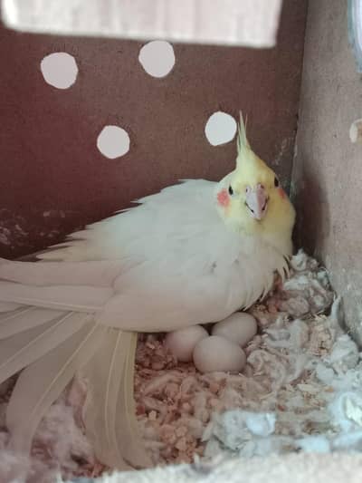 Cocktail Breeder Pair For Sale Price 5500