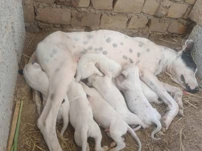 pure kohty gultair puppies for sale