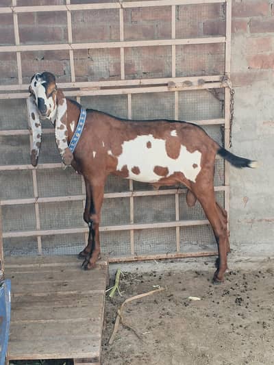 bakra for sale