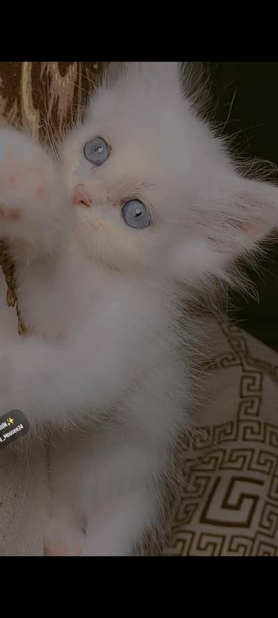 kitten available for sale