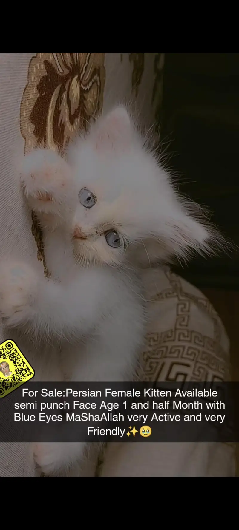 kitten available for sale — photo 2