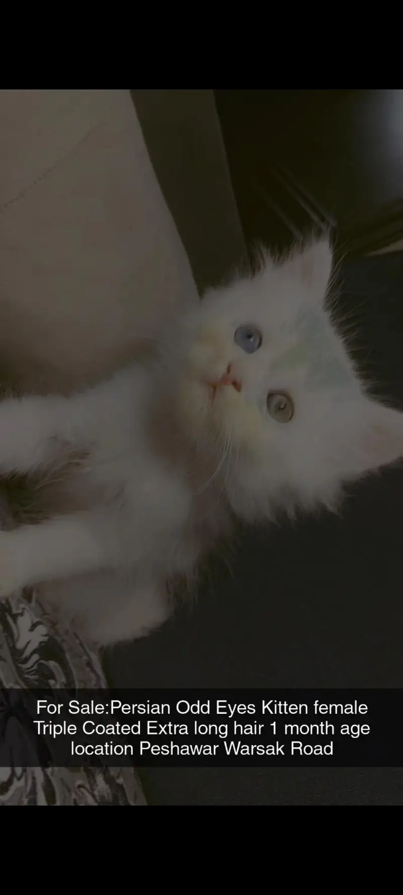 kitten available for sale — photo 3