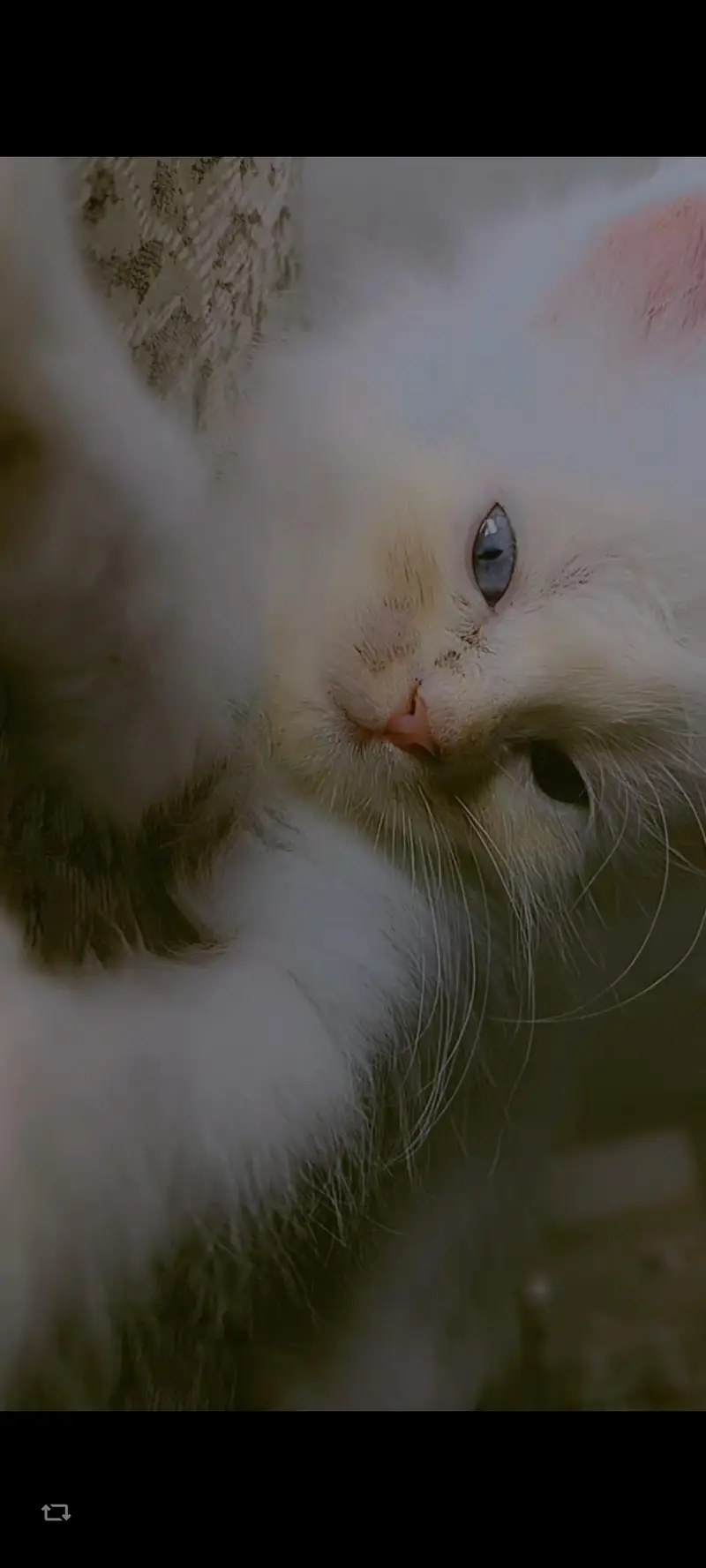 kitten available for sale — photo 4