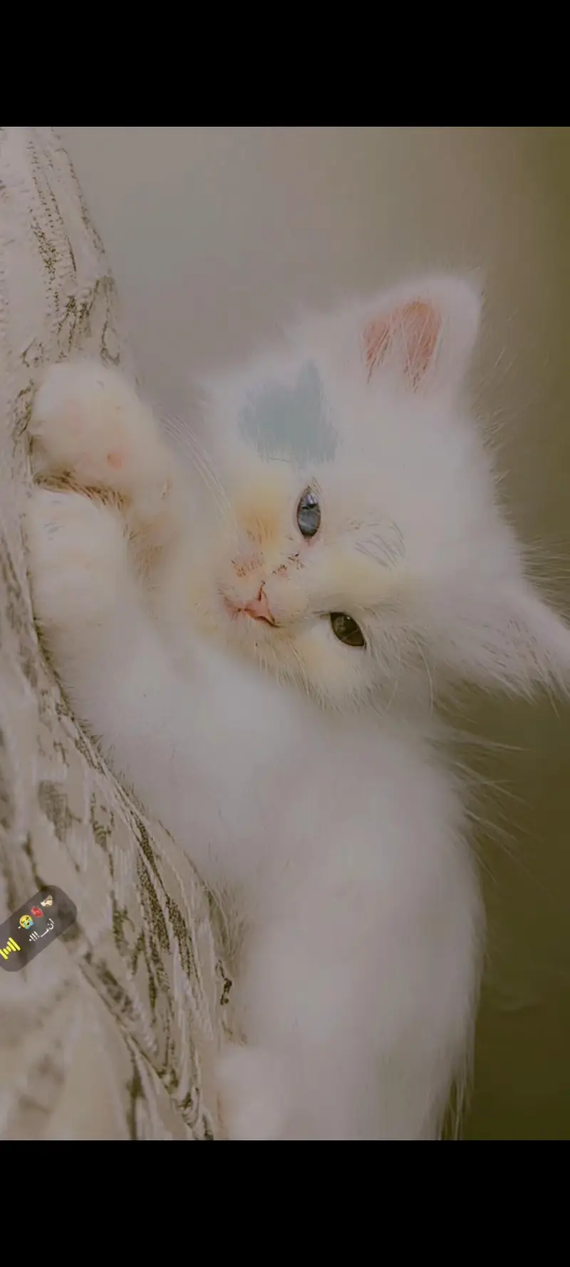 kitten available for sale — photo 5