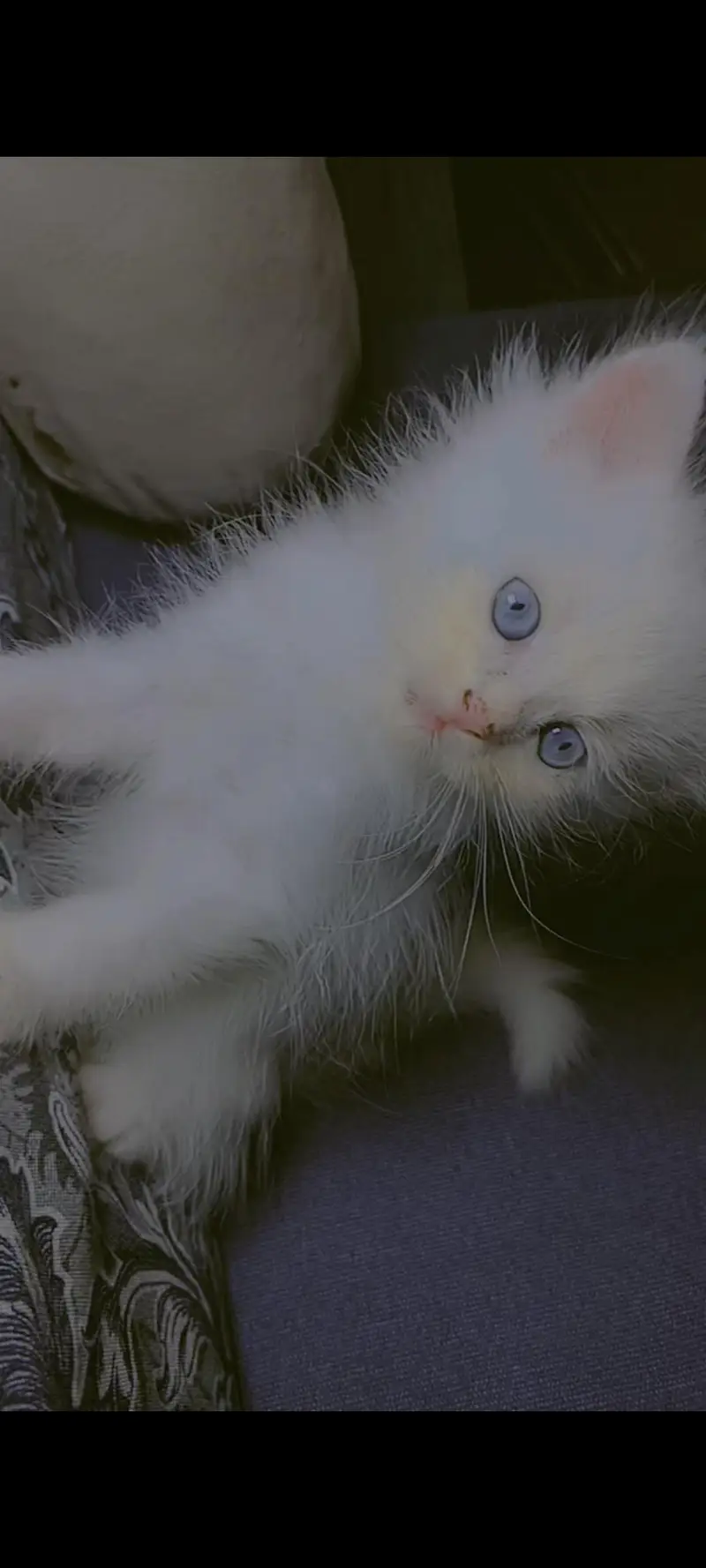 kitten available for sale — photo 6