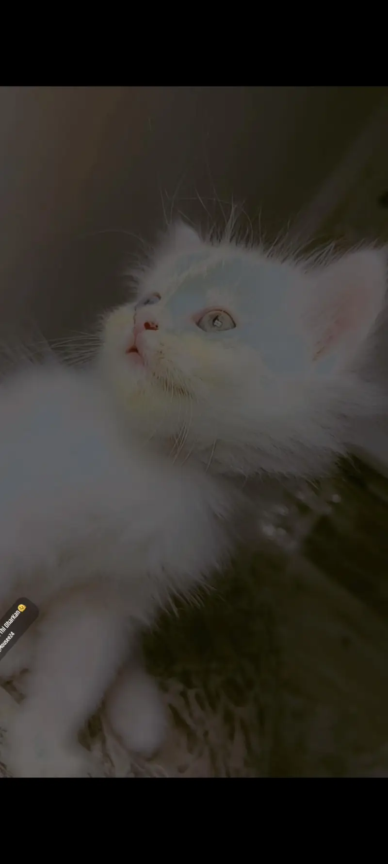 kitten available for sale — photo 7