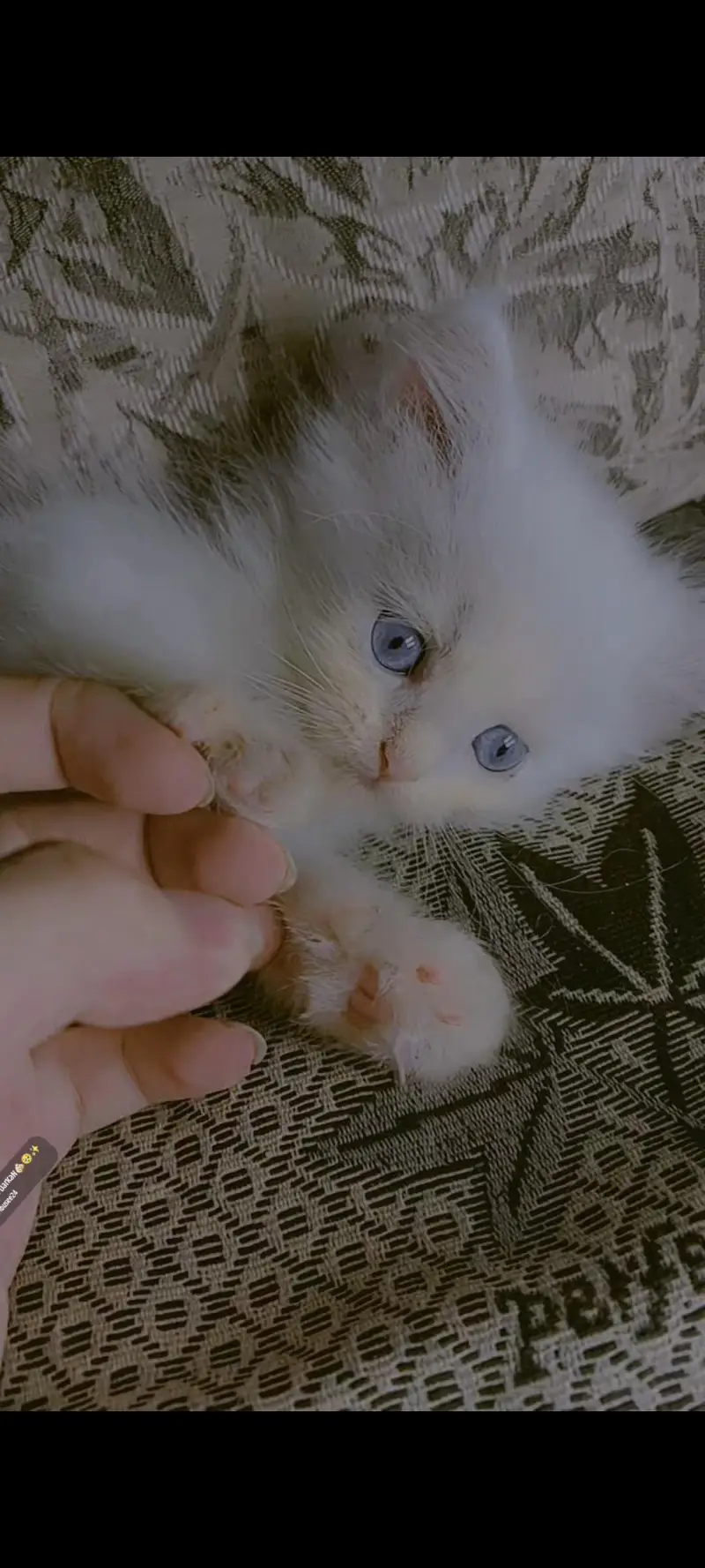 kitten available for sale — photo 8