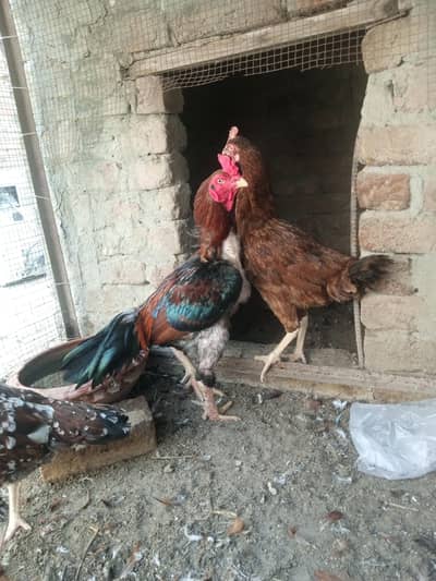 Aseel Pair + Bangam Aseel Female