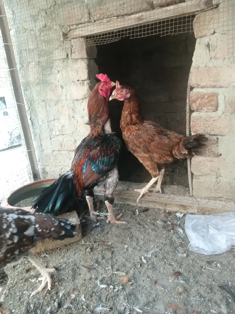Aseel Pair + Bangam Aseel Female — photo 3