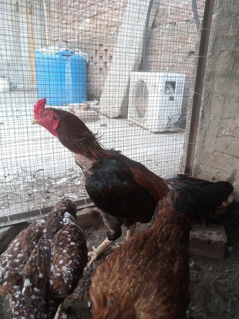 Aseel Pair + Bangam Aseel Female — photo 4