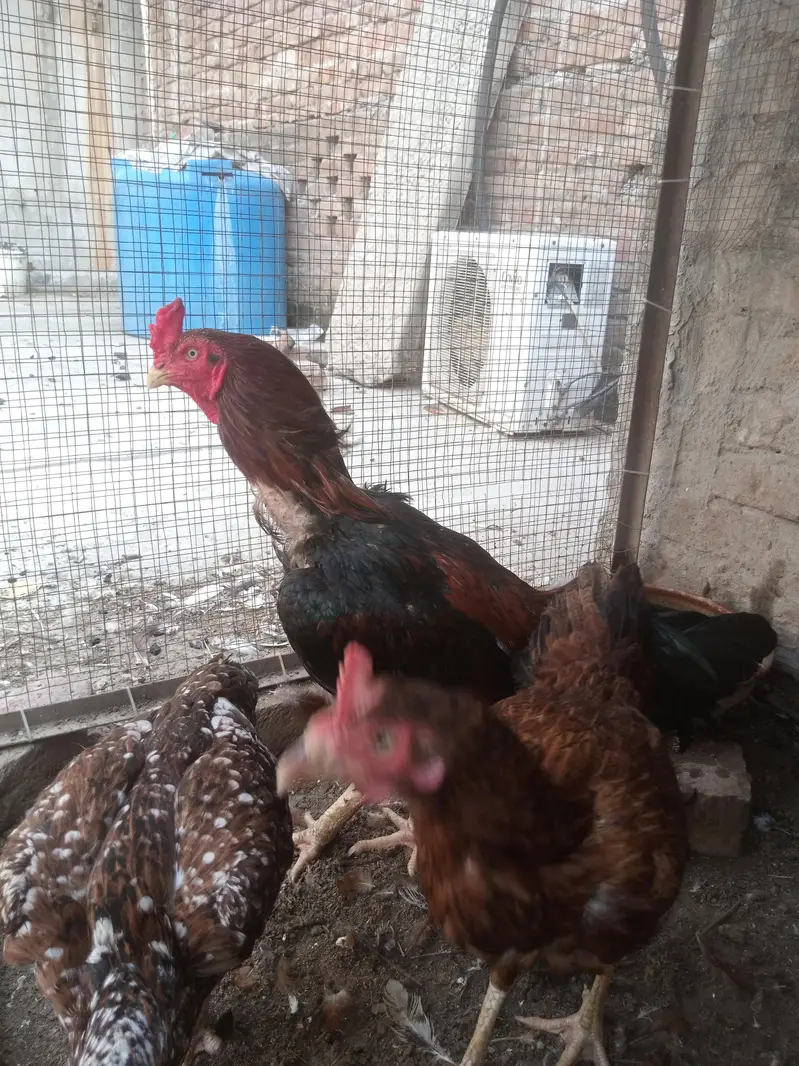 Aseel Pair + Bangam Aseel Female — photo 5