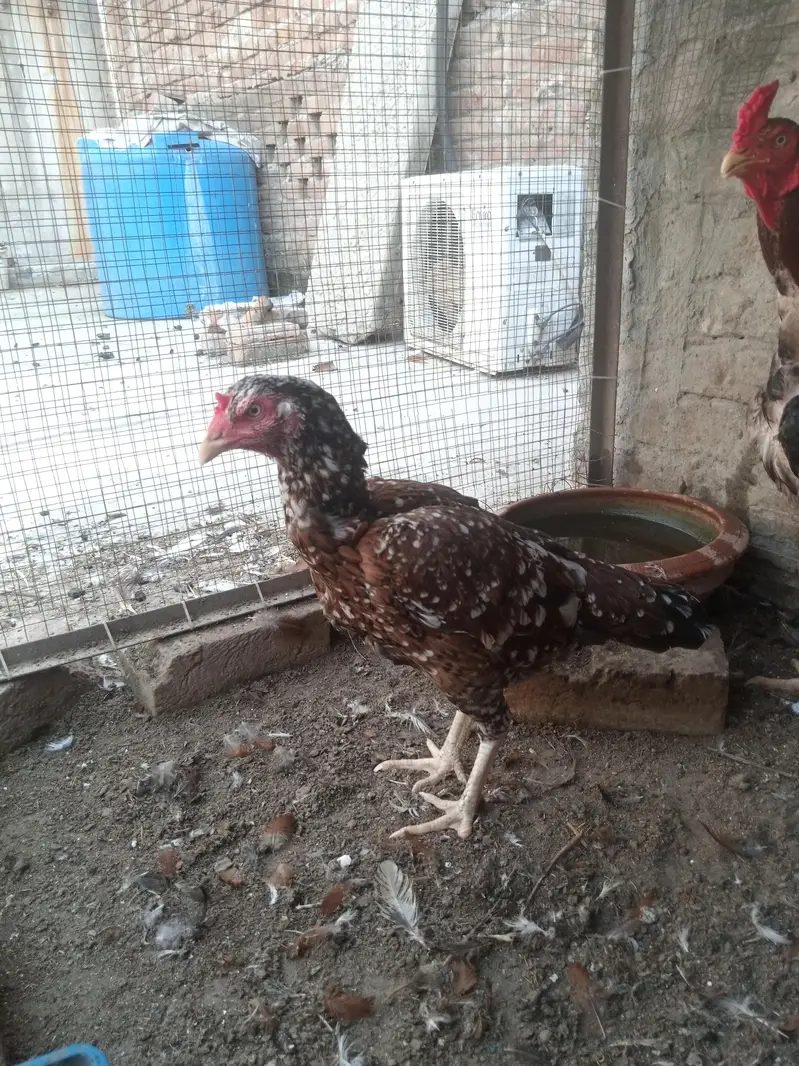 Aseel Pair + Bangam Aseel Female — photo 6