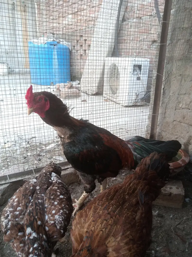 Aseel Pair + Bangam Aseel Female — photo 7