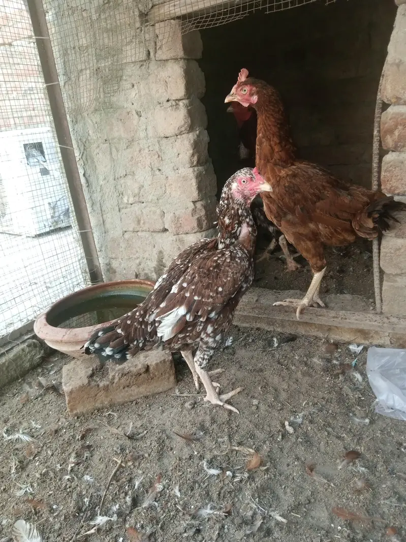 Aseel Pair + Bangam Aseel Female — photo 8