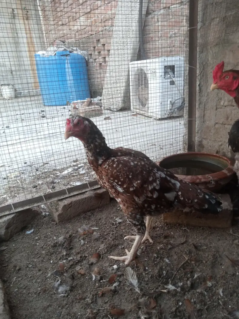 Aseel Pair + Bangam Aseel Female — photo 9