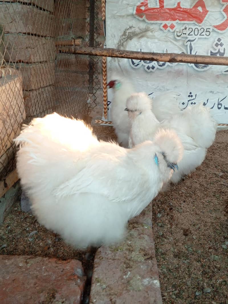 وائٹ سلکی۔ سلور پالش ۔وائٹ بنٹم۔ملٹی بنٹم کے انڈے دستیاب ہیں 6