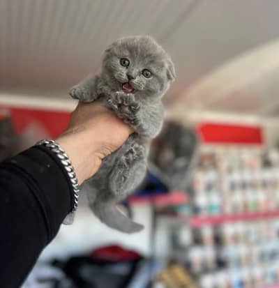 Premium Scottish Fold Kittens Available for Sale