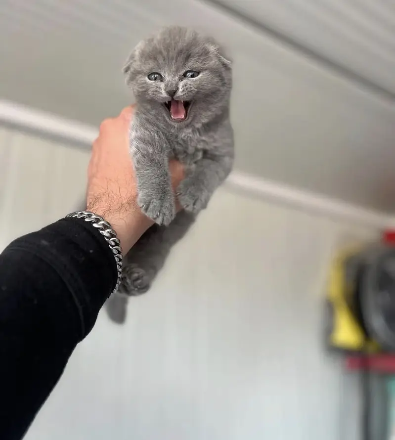 Premium Scottish Fold Kittens Available for Sale — photo 2