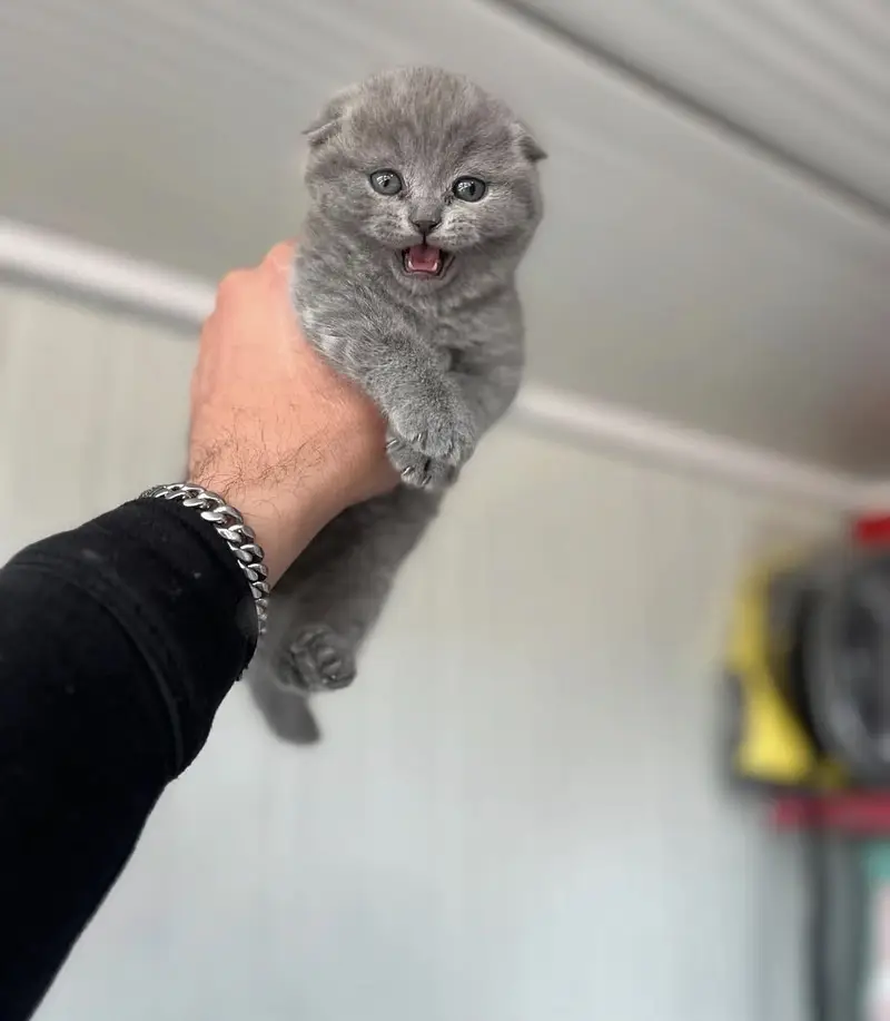 Premium Scottish Fold Kittens Available for Sale — photo 3