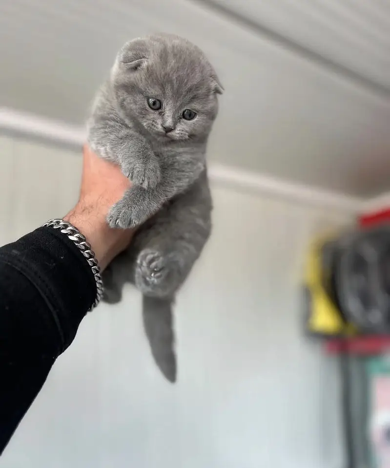 Premium Scottish Fold Kittens Available for Sale — photo 4