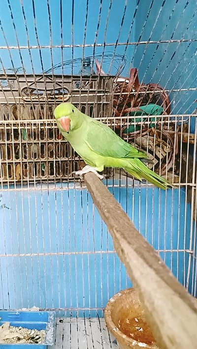 ring necks wild breeder femele