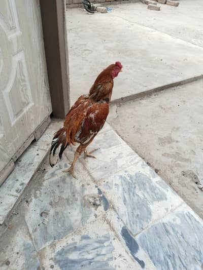 Murgha with pinjra for sale Whatsapp 03017578471.03156051931