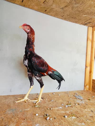 Pure Pakistani aseel  Quality bird
