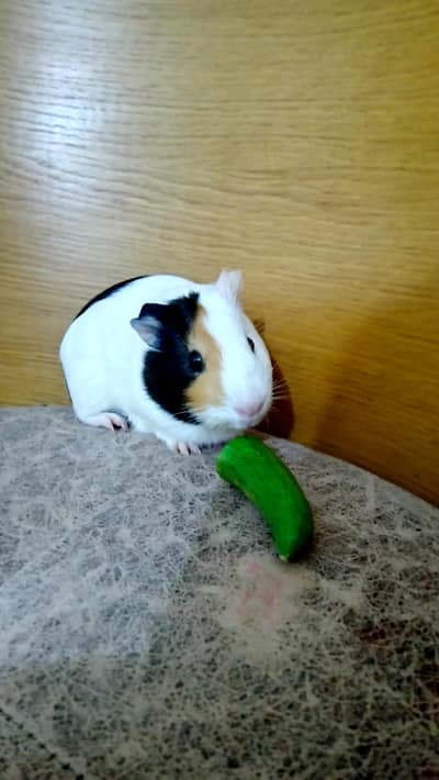 guinea pig
