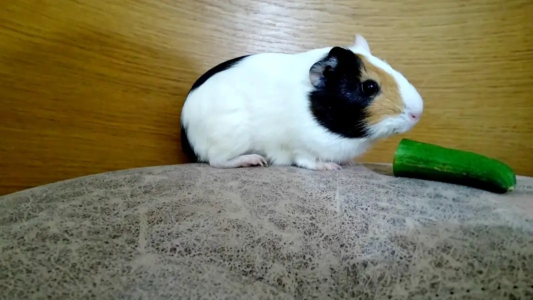 guinea pig — photo 2