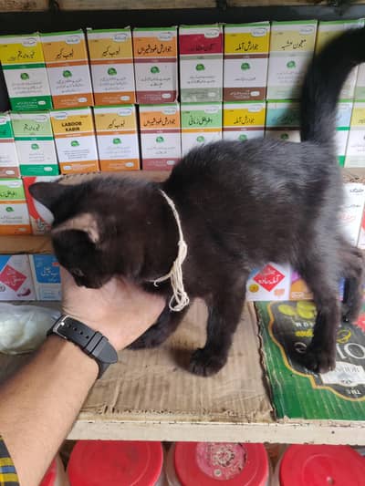 black cat  brown and black