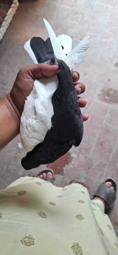 kala chap sehrazi breeder pair 2500 lal sherazi gandedar par pice 1000