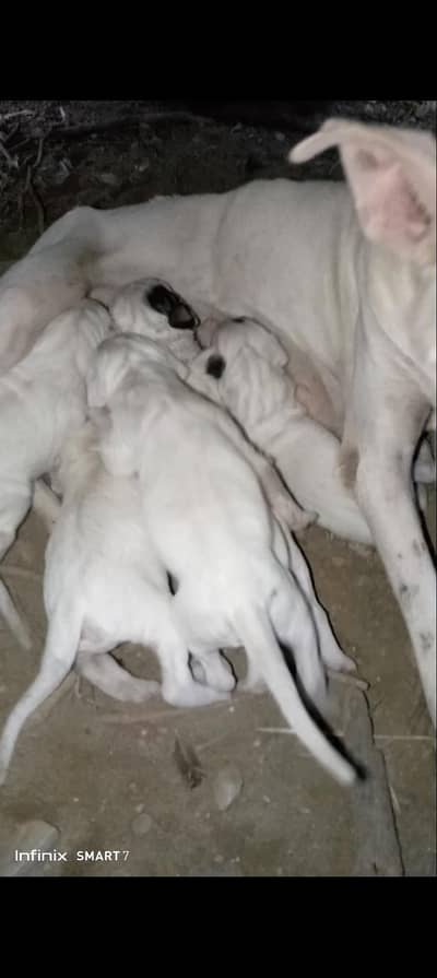 gulter pups for sale