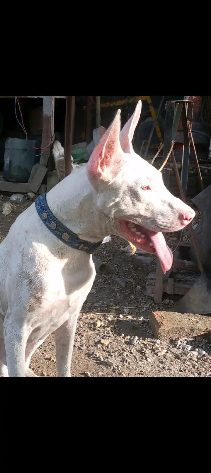 gulter pups for sale — photo 3